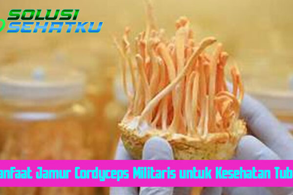 Manfaat Jamur Cordyceps Militaris untuk Kesehatan Tubuh