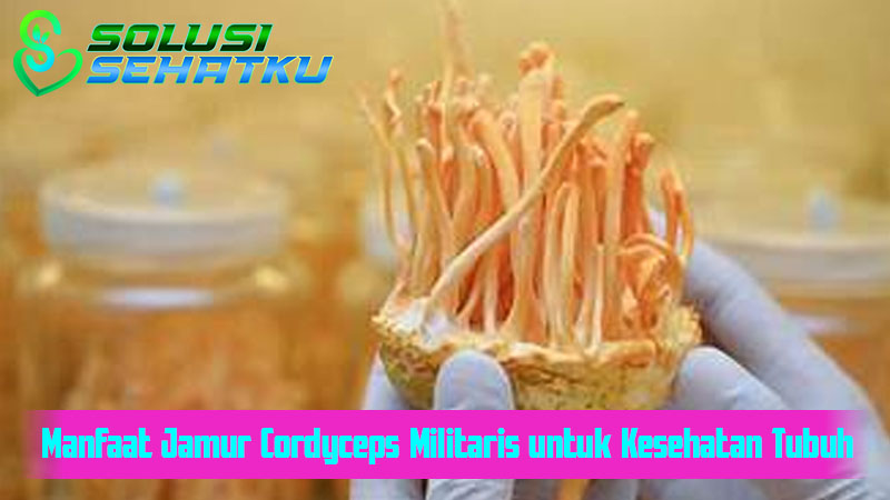 Manfaat Jamur Cordyceps Militaris untuk Kesehatan Tubuh