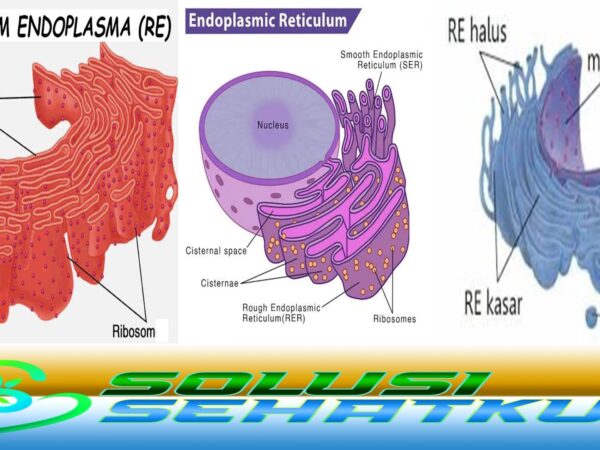 Memahami Fungsi Retikulum Endoplasma pada manusia
