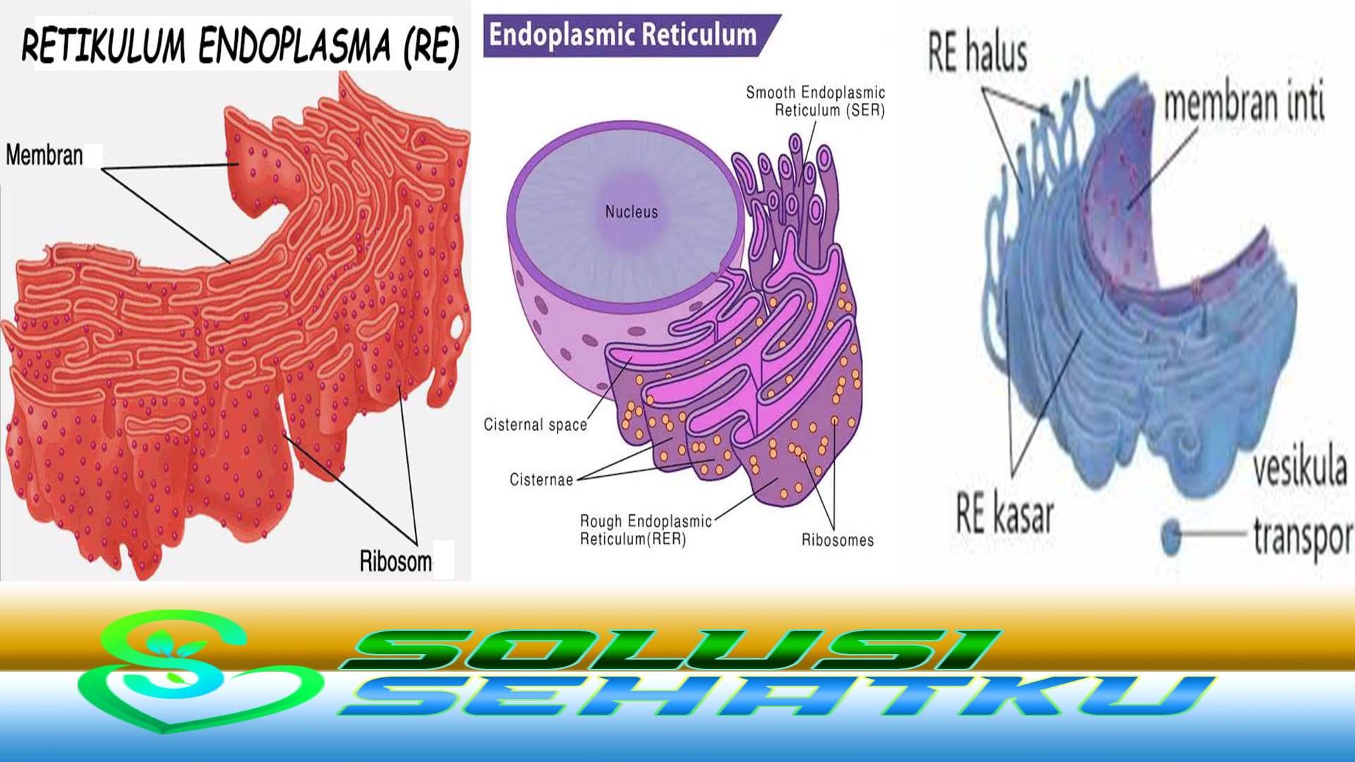 Memahami Fungsi Retikulum Endoplasma pada manusia