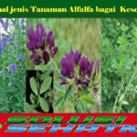 Mengenal jenis Tanaman Alfalfa bagai Kesehatan
