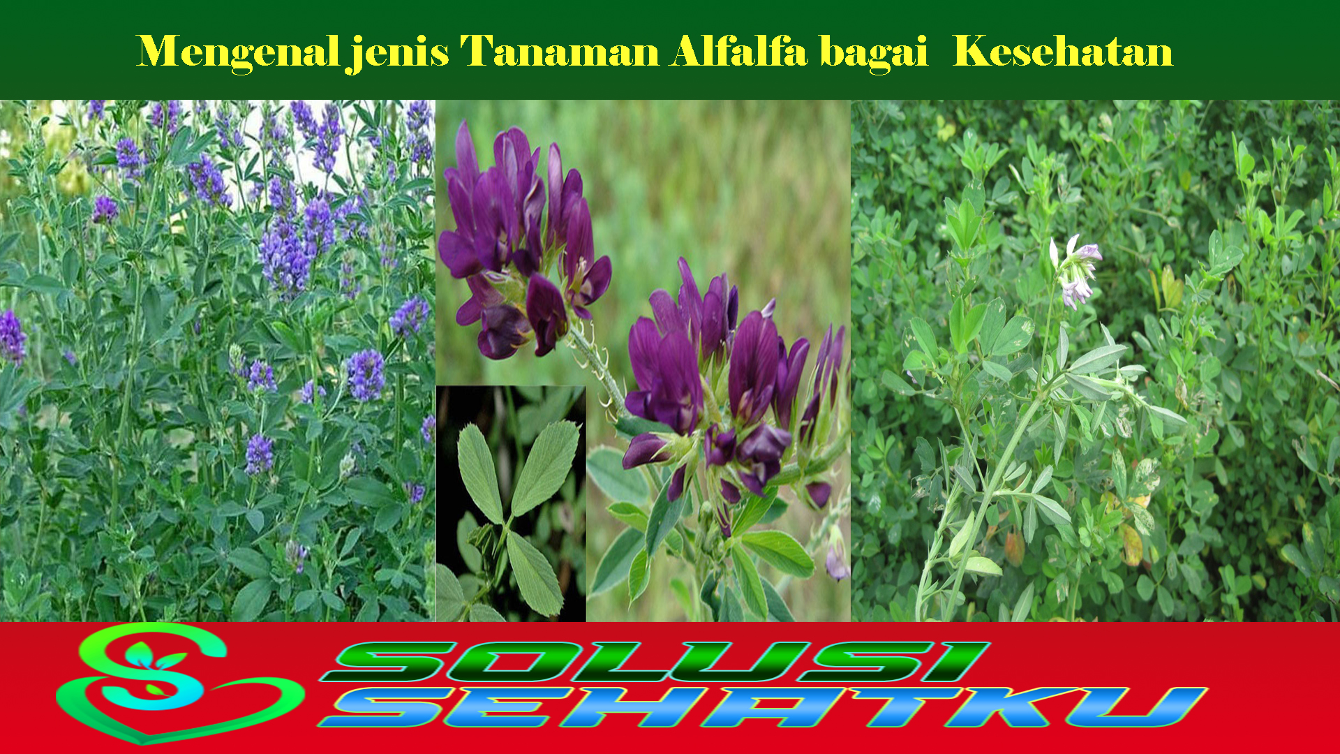 Mengenal jenis Tanaman Alfalfa bagai Kesehatan