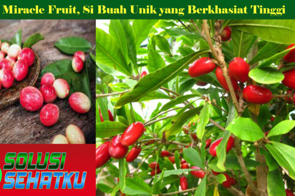 Miracle Fruit, Si Buah Unik yang Berkhasiat Tinggi