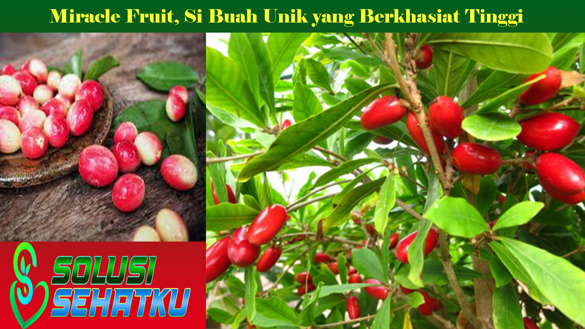 Miracle Fruit, Si Buah Unik yang Berkhasiat Tinggi