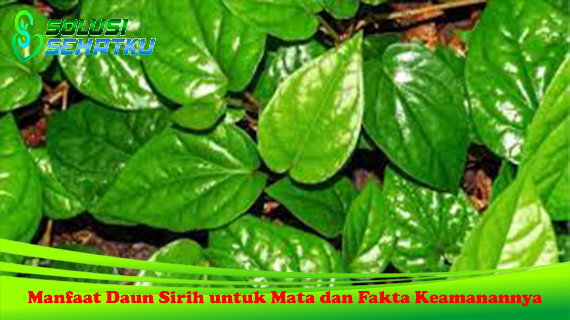 Manfaat Daun Sirih untuk Mata dan Fakta Keamanannya