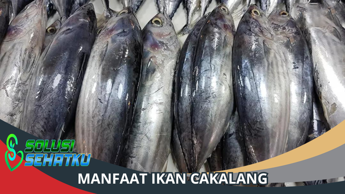 Manfaat Ikan Cakalang Beserta Kandungan Nutrisi di Dalamnya
