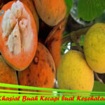 Khasiat Buah Kecapi buat Kesehatan yang Tidak sering Dikenal