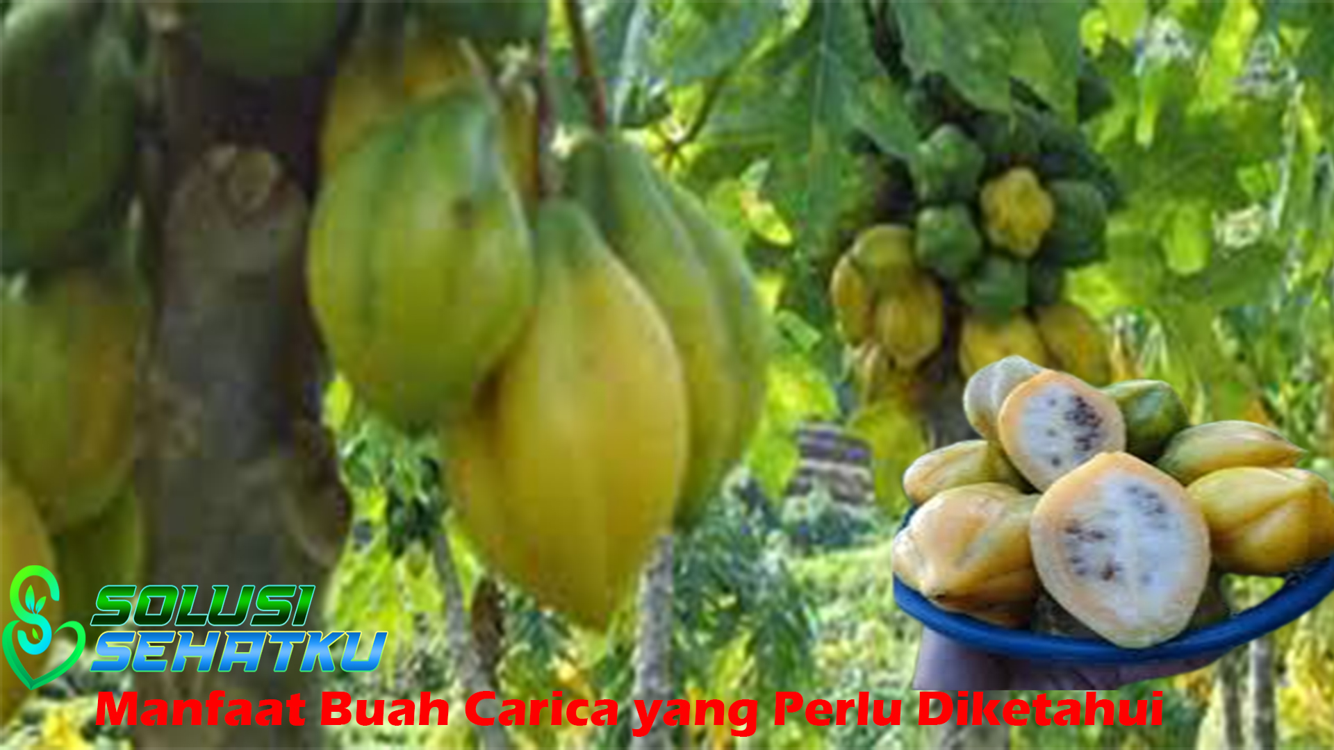 Manfaat Buah Carica yang Perlu Diketahui