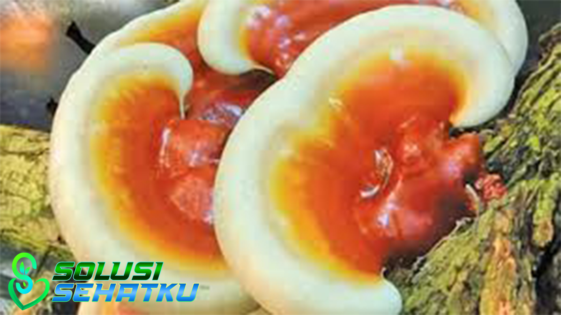 Kenali 5 Manfaat Jamur Ganoderma bagi Kesehatan