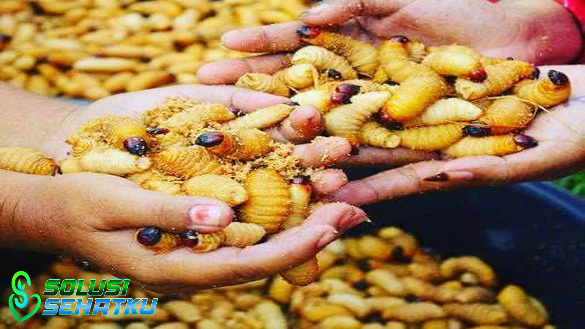 6 Manfaat Ulat Sagu bagi Kesehatan yang Sayang Dilewatkan