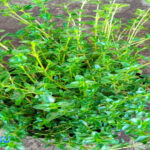 5 Manfaat Daun Thyme untuk Kesehatan