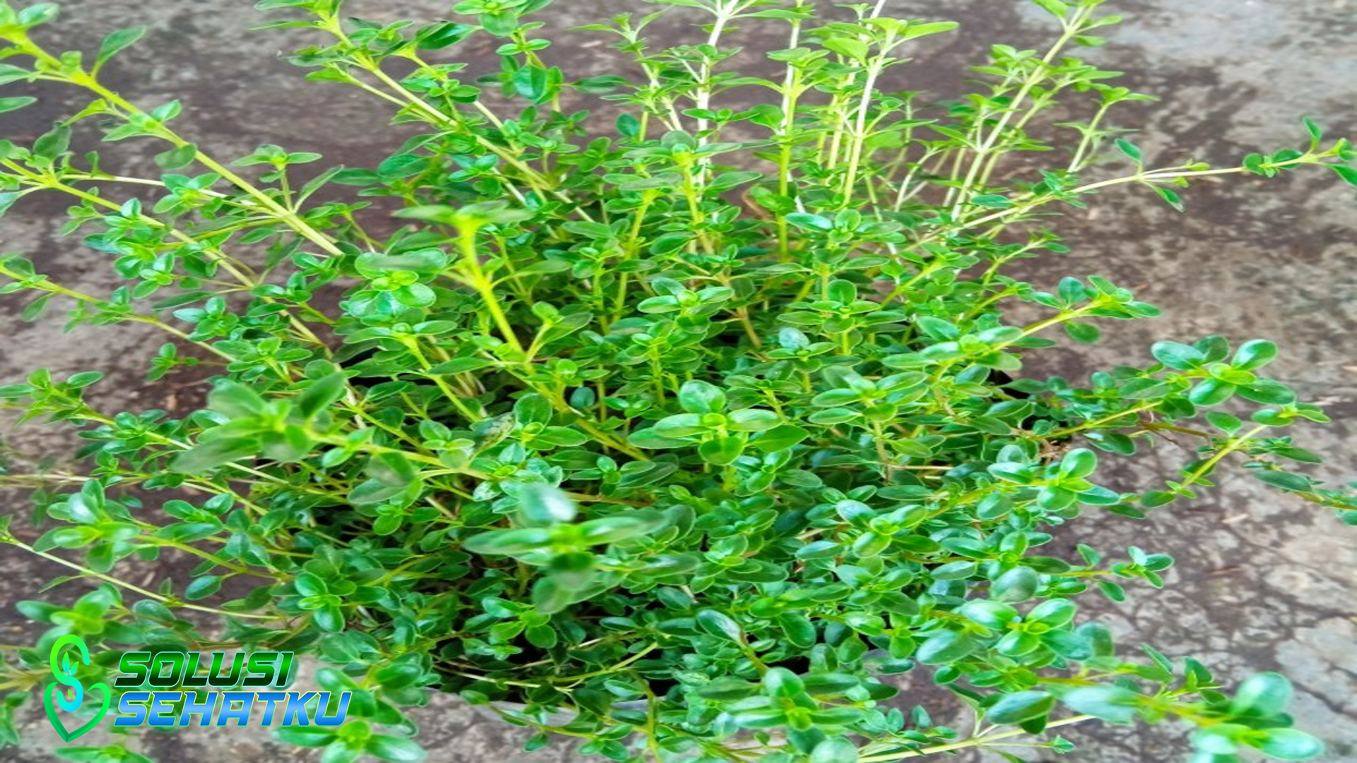 5 Manfaat Daun Thyme untuk Kesehatan